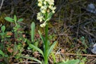 Dactylorhiza romana